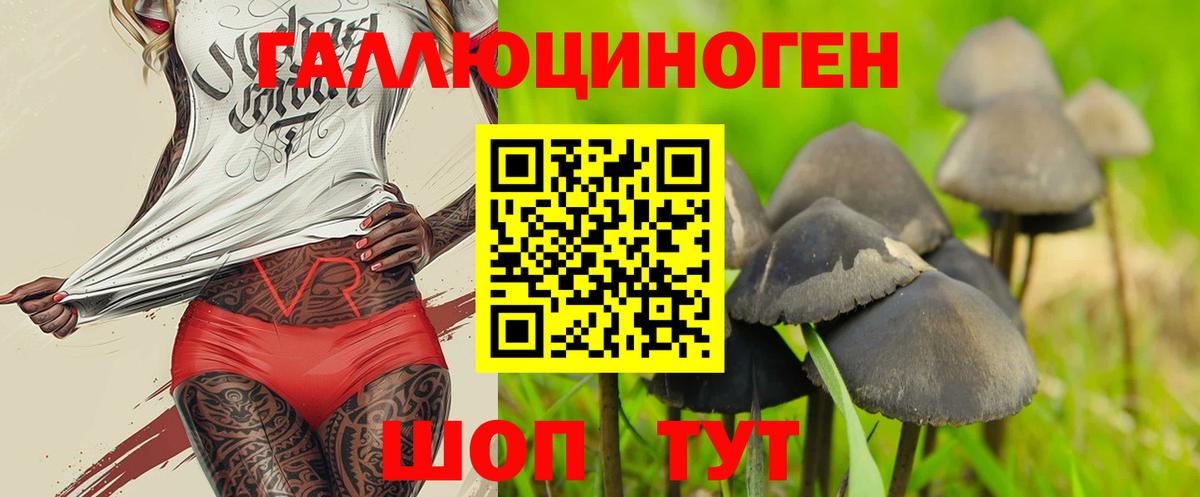 Галлюциногенные грибы Psilocybine cubensis Муром